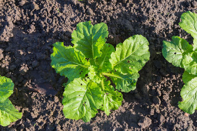 High angle view of fresh green leaf