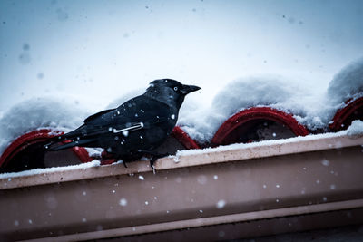 View of bird perching on snow covered railing