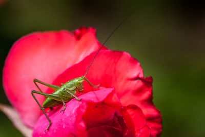 Close-up of grasshopper on red flower