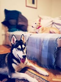 Dog resting on sofa at home