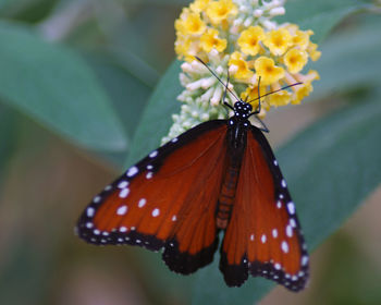 Close-up of butterfly pollinating on flower