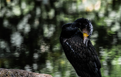 Close-up of eagle