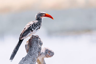 Close-up of bird perching on a tree