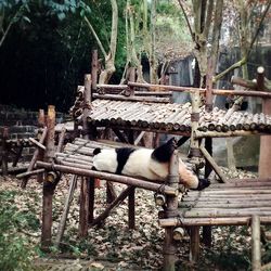 View of cat on wood