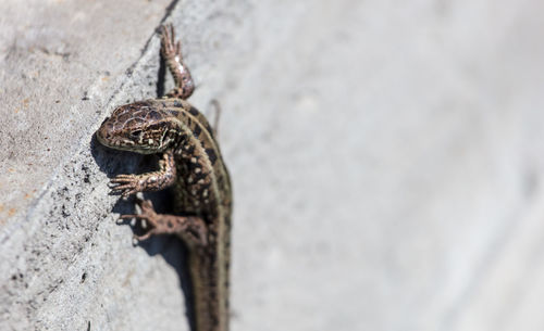 Close-up of lizard on rock