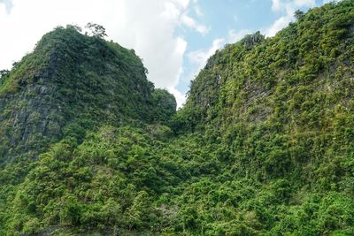 Low angle view of trees on mountain against sky