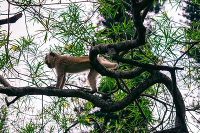 Low angle view of monkey sitting on tree in forest