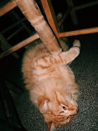 High angle view of a dog with cat