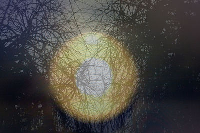 Bare tree against sky