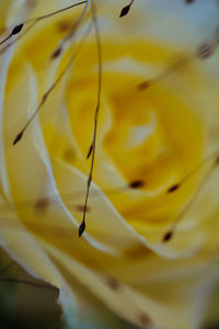 Macro shot of yellow flower