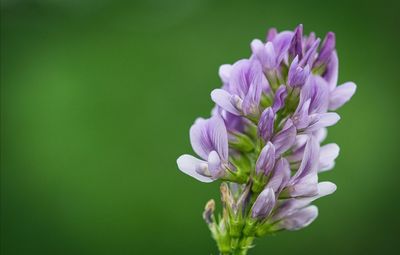 Close-up of purple flowering plant