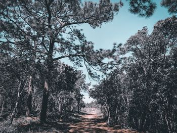 Trees in forest during winter