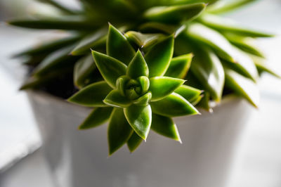 Close-up of succulent plant