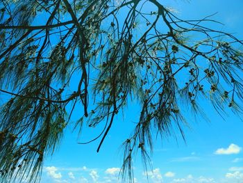 Low angle view of tree against blue sky