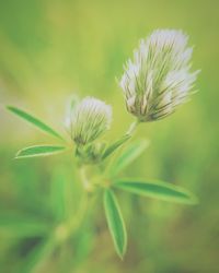 Close-up of dandelion on field