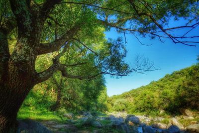 Trees growing on landscape