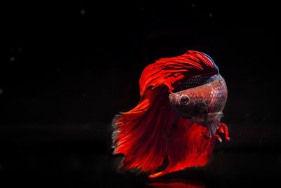 Red betta fish or fighting fish isolated on black background