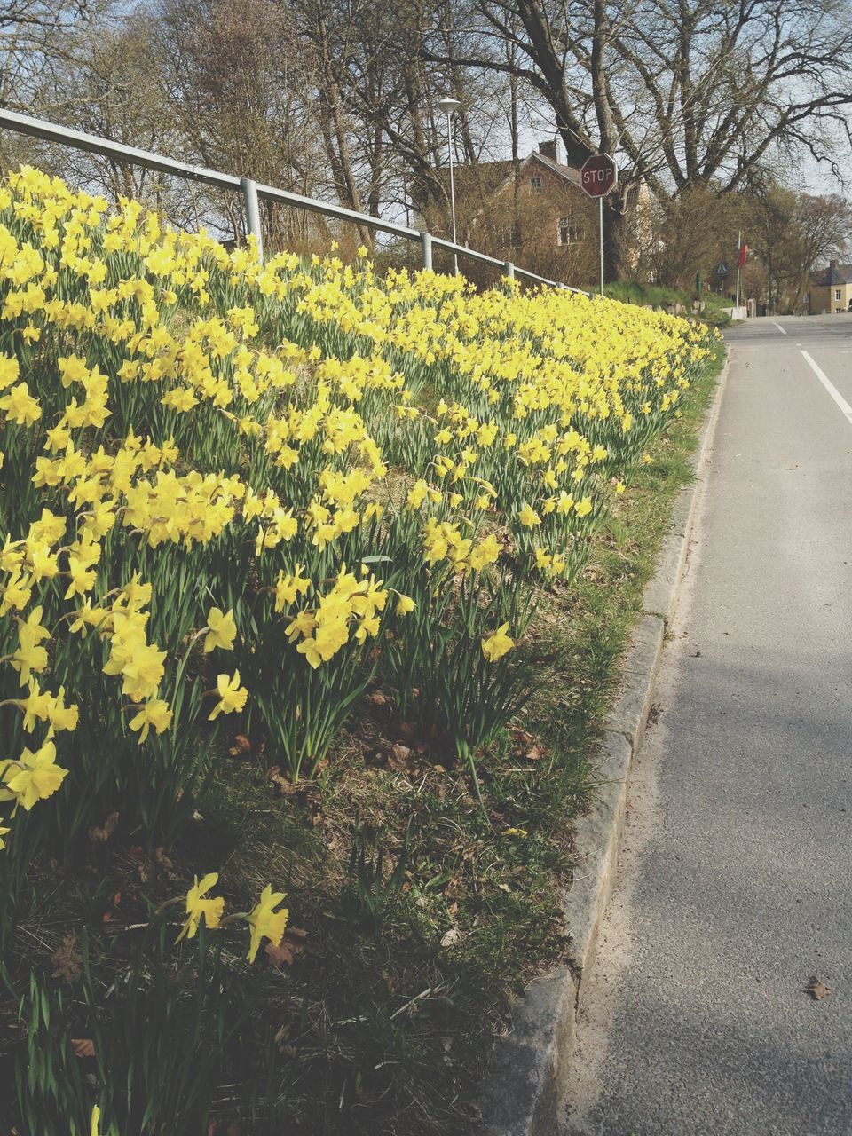 flower, yellow, freshness, growth, fragility, beauty in nature, nature, plant, field, blossom, blooming, grass, in bloom, day, springtime, petal, outdoors, no people, built structure, building exterior