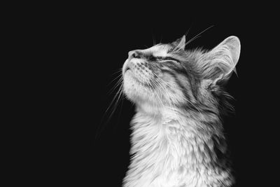 Close-up of a cat looking away