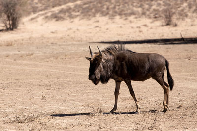 Side view of horse on field