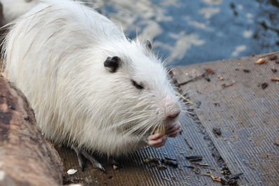 animal