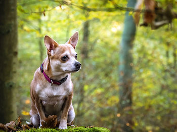 Portrait of dog sitting on grass