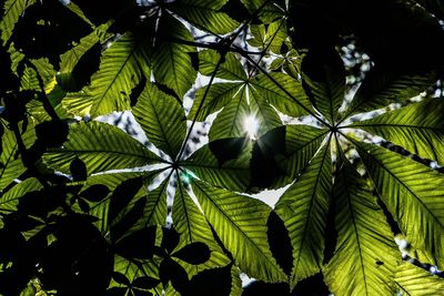 Full frame shot of plants