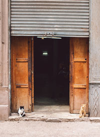 View of two cats in front of building