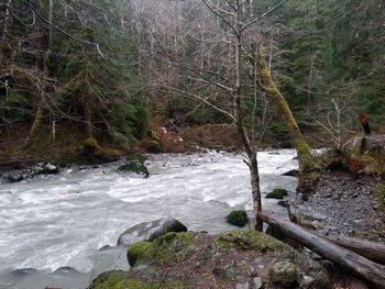 Stream flowing through rocks in forest