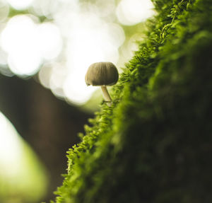 Close-up of small plant growing on field