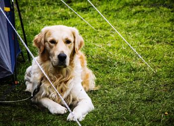 Portrait of dog sitting on grass