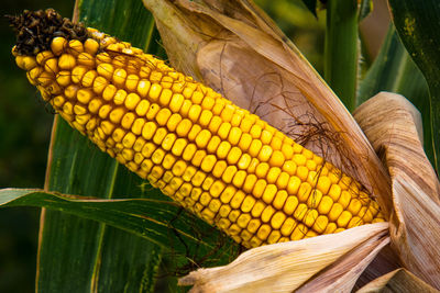 Close-up of corn growing on plant