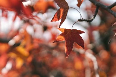 Close-up of orange maple leaves on tree