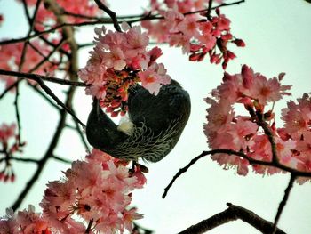 Low angle view of cherry blossoms