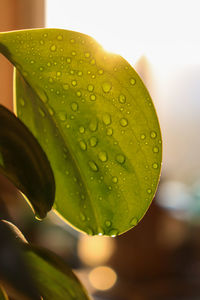 Close-up of raindrops on leaf