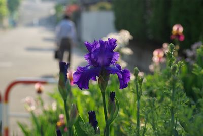 Close-up of purple flowers blooming outdoors