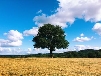Trees on field against cloudy sky