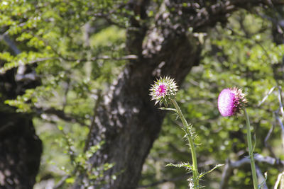 Close-up of flower blooming outdoors