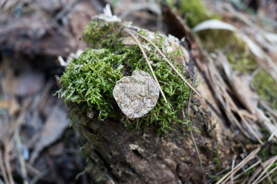 Close-up of mushroom growing on field