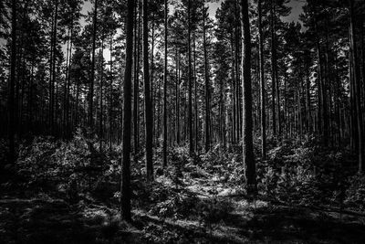 Trees in forest