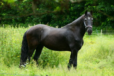 horse