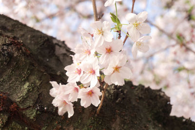 Close-up of pink flowers blooming on tree