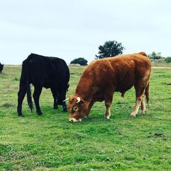 Cows grazing on field