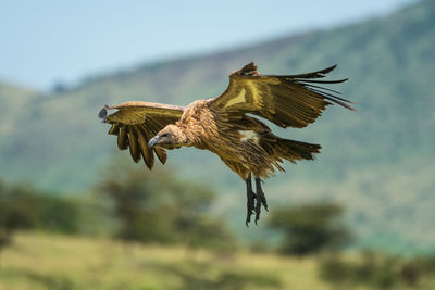 White-backed vulture glides with legs stretched out