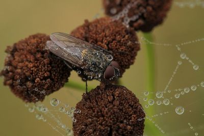 Close-up of insect on flower