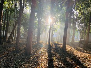 Sunlight streaming through trees in forest