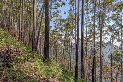 Pine trees in forest