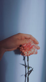 Close-up of hand holding red flowering plant against wall