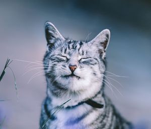 Close-up of cat sitting on field with eyes closed