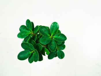 Close-up of fresh green plant against white background